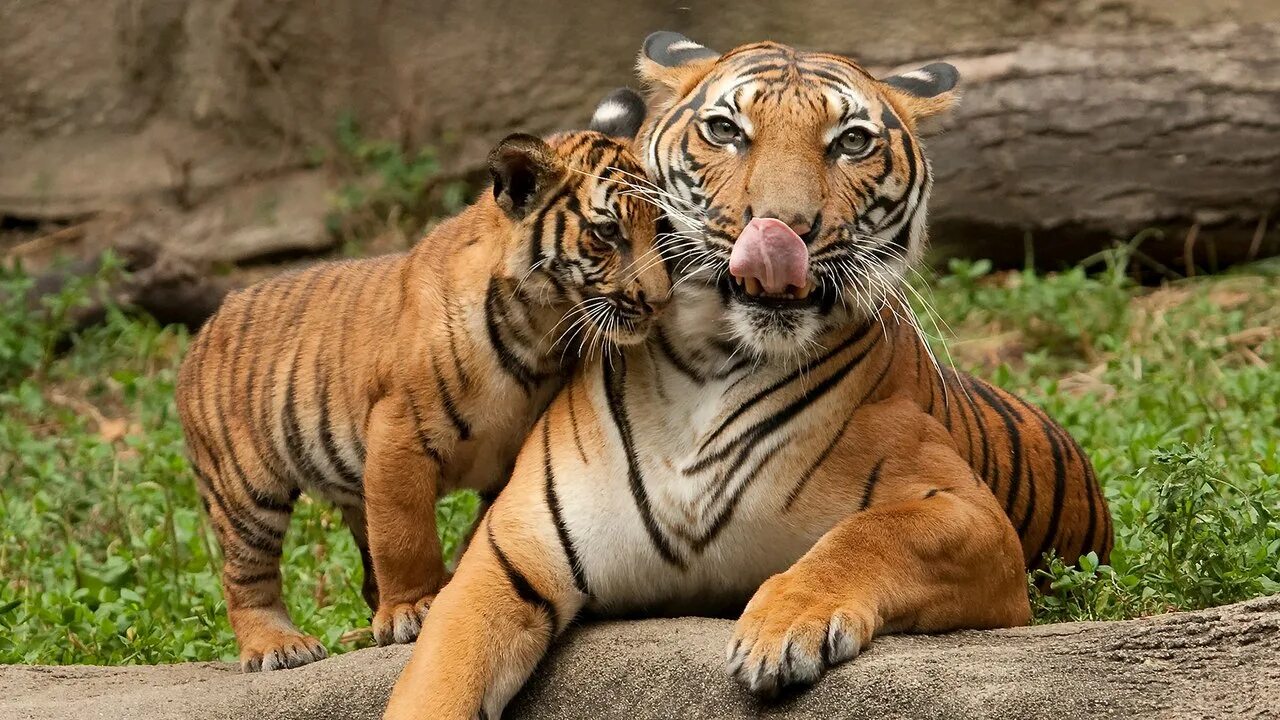 Animals please. Тигр. Фото тигра. Международный день тигра. Зоопарк.