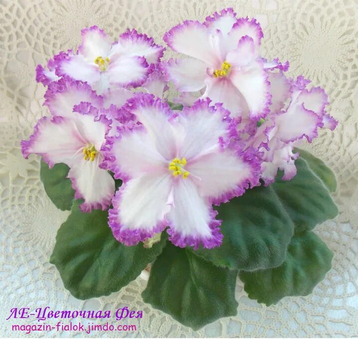 Сорт фиалки фея дадоян. Сорт фиалки фея дадоян. Фиалка фея дадоян. Дадоян). Сорт фиалки фея.