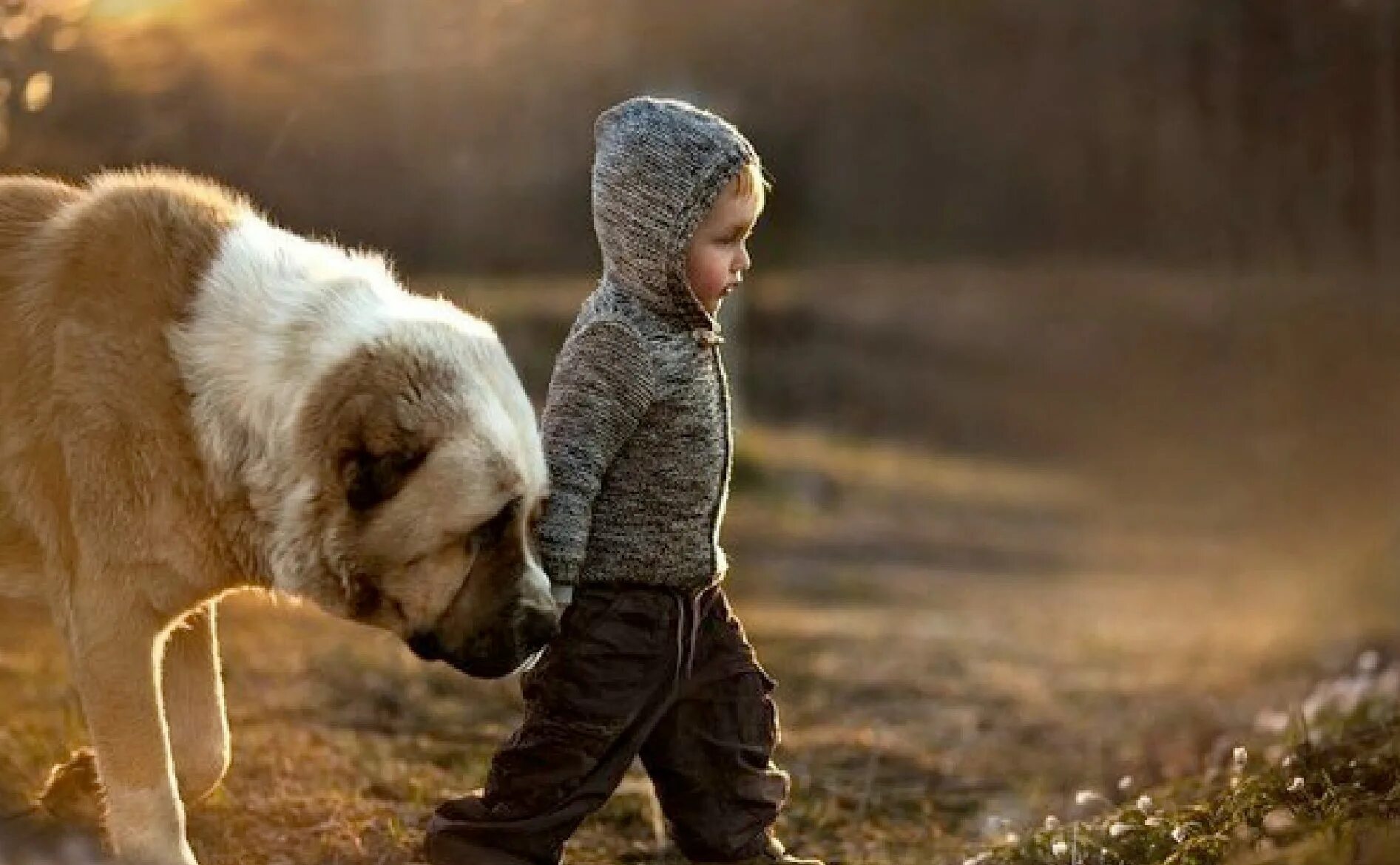 Елена шумилова 2020. Дрессировка животных. Маленькие дети и животные. Ребенок воспитанный собакой. Ребенок воспитанный собакой.