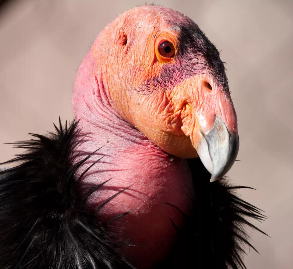 топ самых птиц. каштановогрудый венценосный голубь. голубая танагра. фиолетовый турако. птица квезаль (кетцаль).