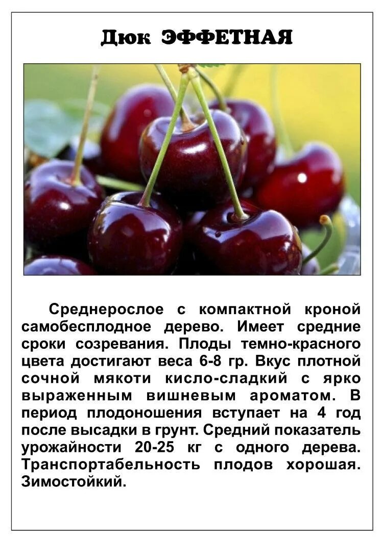 Сорт вишни чудо вишня. Черевишня чудо вишня. черешня дюк кормилица. сорт вишни дюк. черевишня дюк ивановна.
