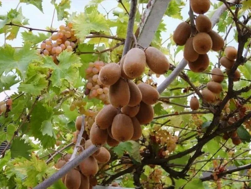 десерт киви и крыжовник с семенами чиа 200 гр сам бы ел. варенье киви крыжовник. гибрид киви и крыжовника. киви крыжовник растение. киви конфитюр.