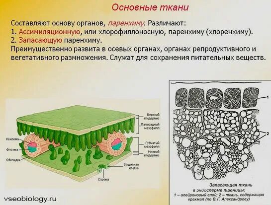 Основная ткань состоит из. Основная ткань. основные ткани паренхимы. клетки основной ткани. основная ткань растений паренхима.