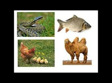 Порно комикс «Секс құлының жәрмеңкесі 5»