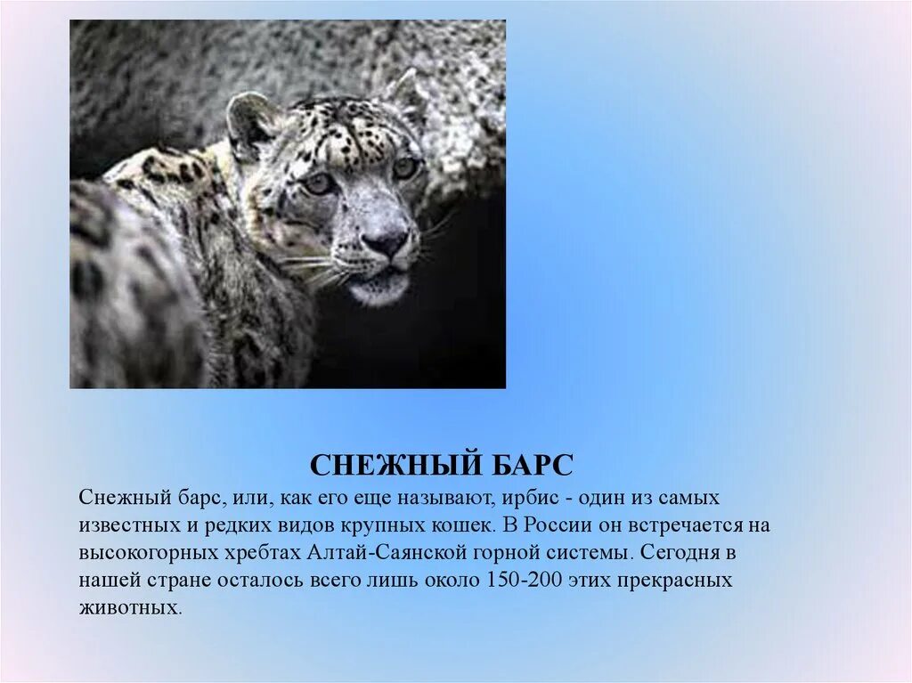 Красная книга краткий рассказ. Красная книга России. Животные. Проект снежный Барс. Животные красной книги 4 кла. Снежный Барс красная книга.