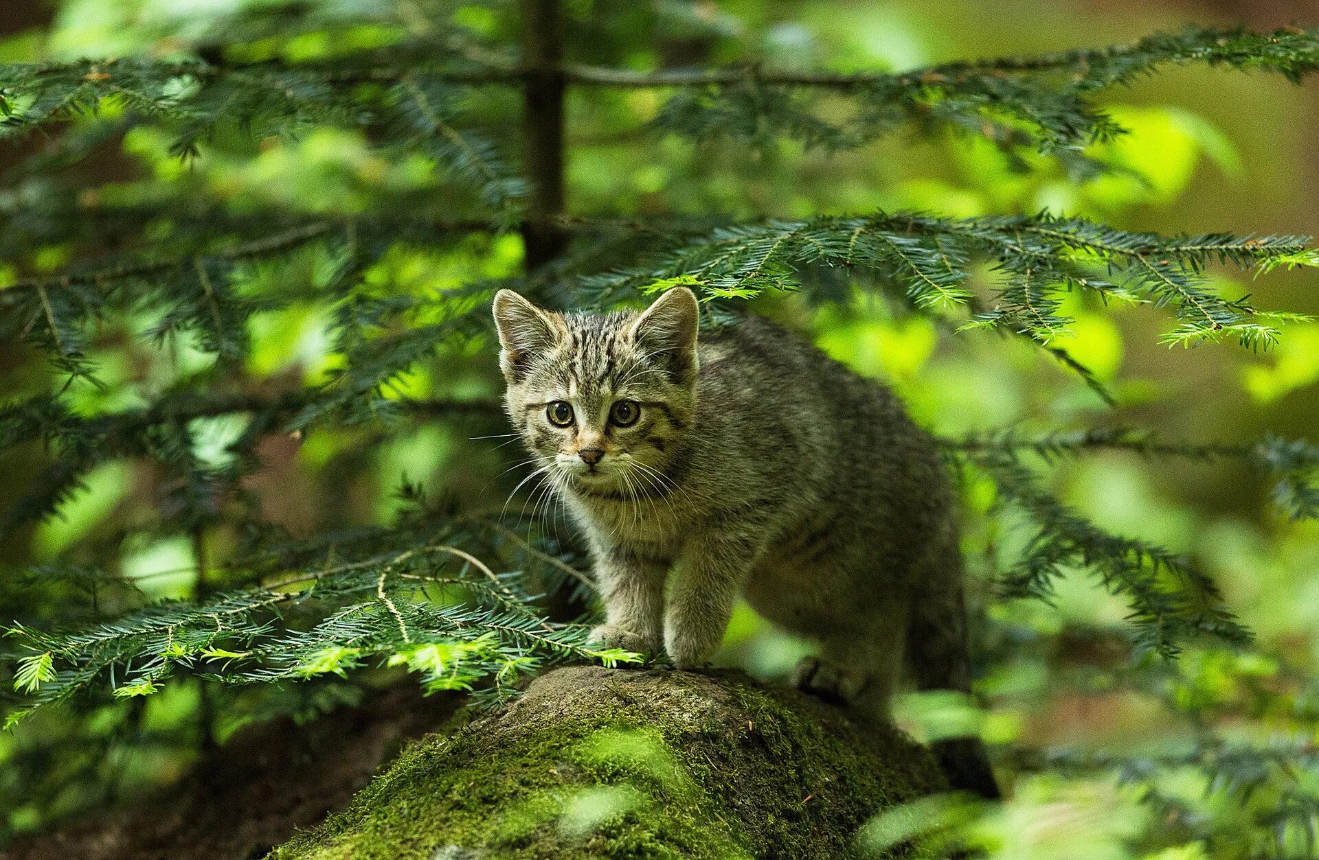 Лесной кот Самурский лес. Европейский Лесной кот котенок. Среднеевропейский Лесной кот. Канадская Лесная кошка.