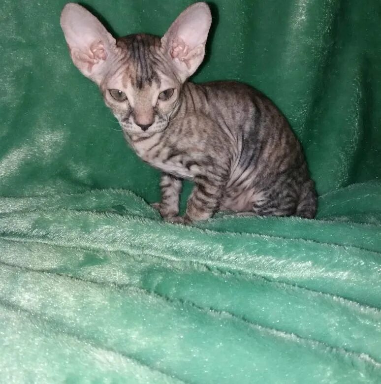 донской сфинкс велюр. донской сфинкс флок. донской сфинкс бархатный. донской сфинкс велюровый котенок. велюровый сфинкс.