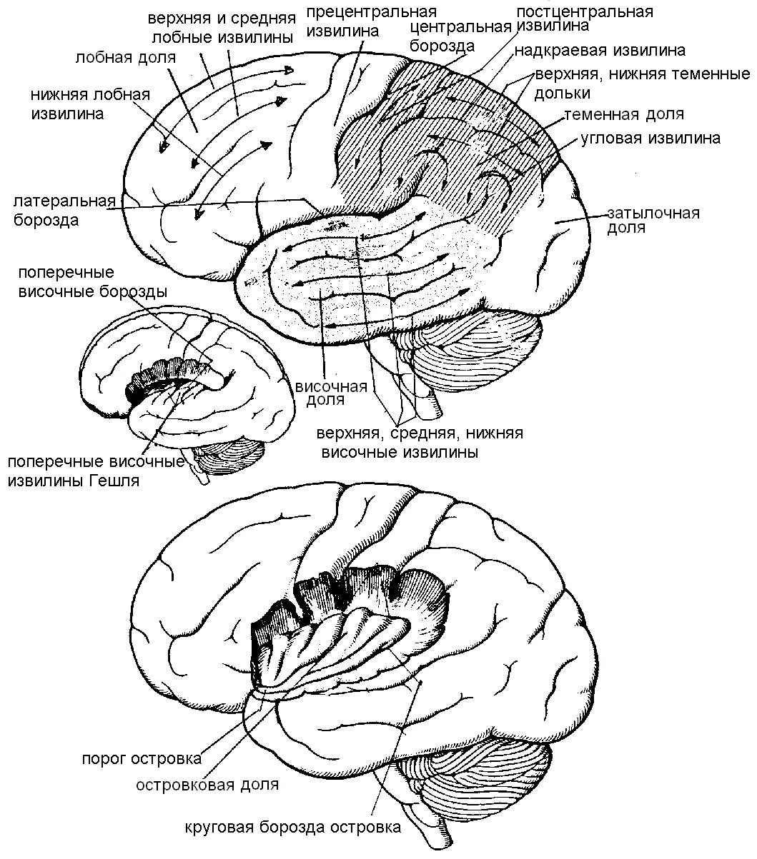 Конечный мозг строение борозды и извилины. Конечный мозг доли борозды извилины. Строение полушарий большого мозга доли борозды извилины.