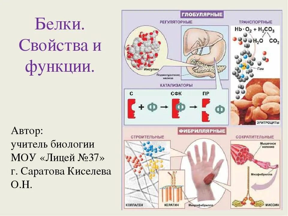 Белки биология. Строение белков, структуры и функции. Пасечник,каменский биология 10 класс. Белки биология 10 класс углубленный уровень. Биология 11 класс учебник пасечник.