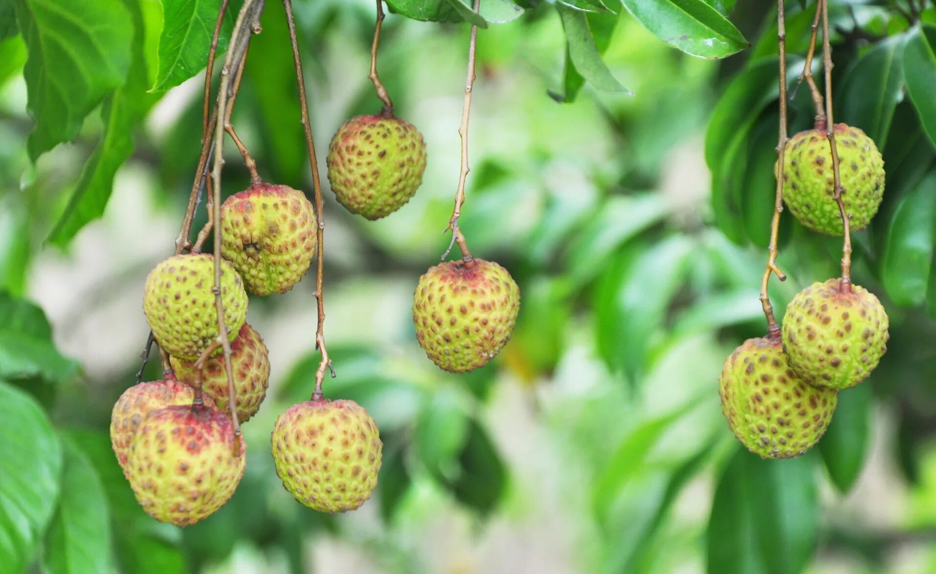 Myrica rubra фрукт. Личи зеленый. Экзотический фрукт личи. Китайская ягода личи. Личи фрукт зеленый.