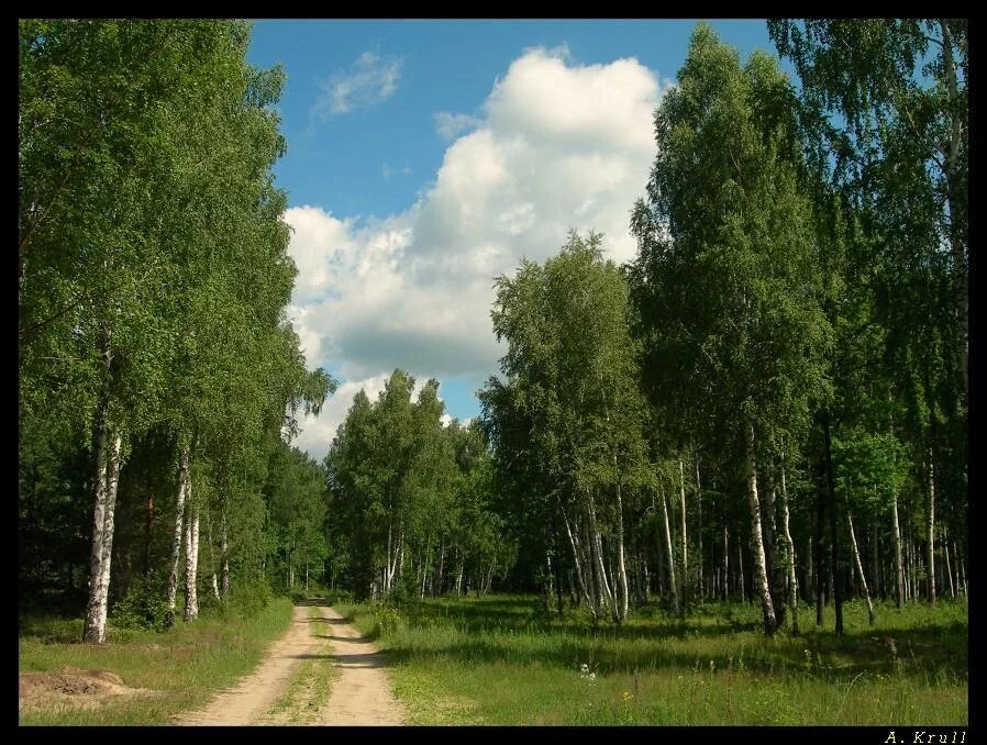 березы на берегу реки на троицу. березовая роща лесополоса 1. березовая роща алтайский край. березы кубани. березовая роща.