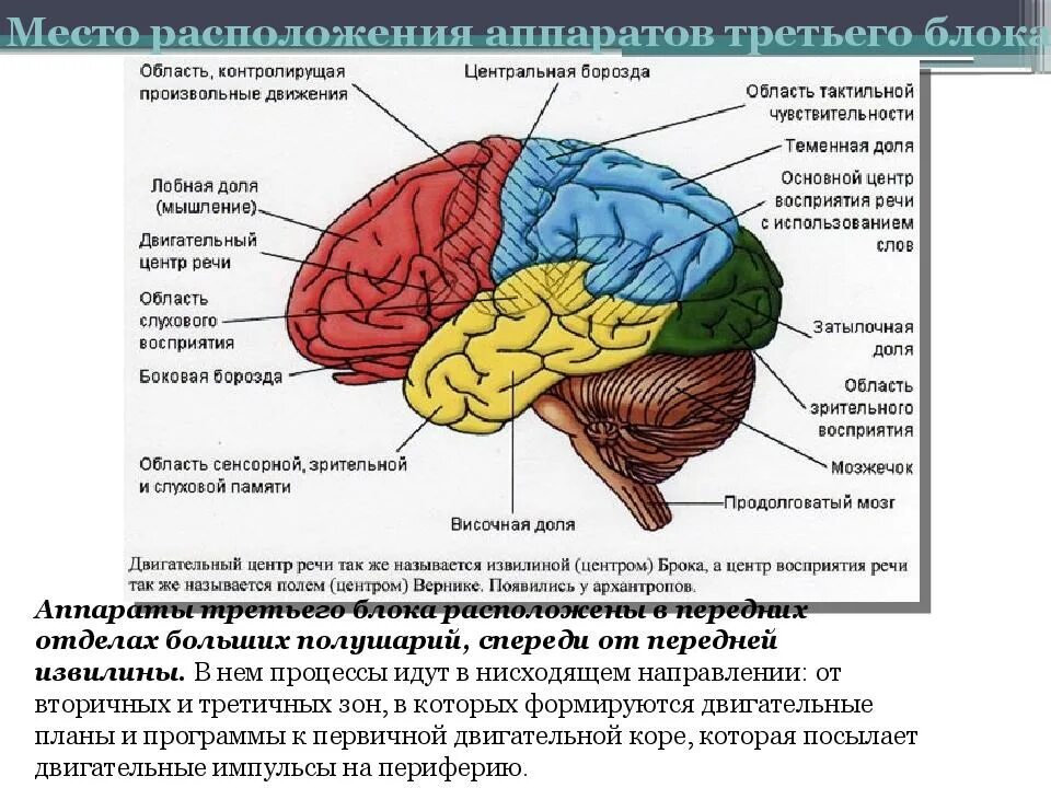 Нарушения блоков мозга. Структурно функциональная организация мозга по Лурия. Структурно-функциональная организация мозга 3 блока. Функциональные блоки мозга по а.р Лурия. Структурно-функциональная модель мозга по а.р Лурии.