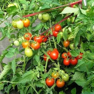 Урожайность томата балконное чудо