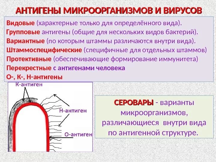 Антигены бактерий и вирусов микробиология. Основной антиген грамотрицательных бактерий. Микробные антигены микробиология. Групповые антигены микробиология. Антигенные свойства бактерий