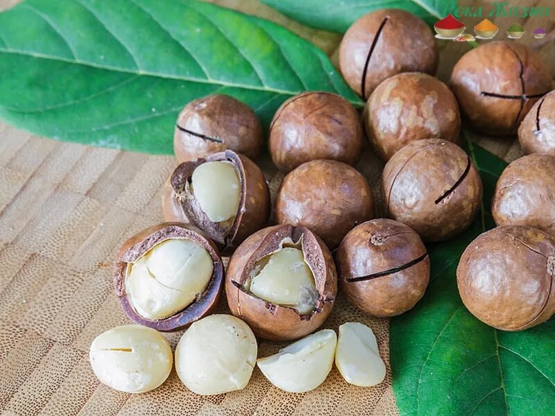 Орех макадамия гавайи. Как можно использовать скорлупу макадамии. Орех макадамия гавайи. Как можно использовать скорлупу макадамии. Фундук в скорлупе.