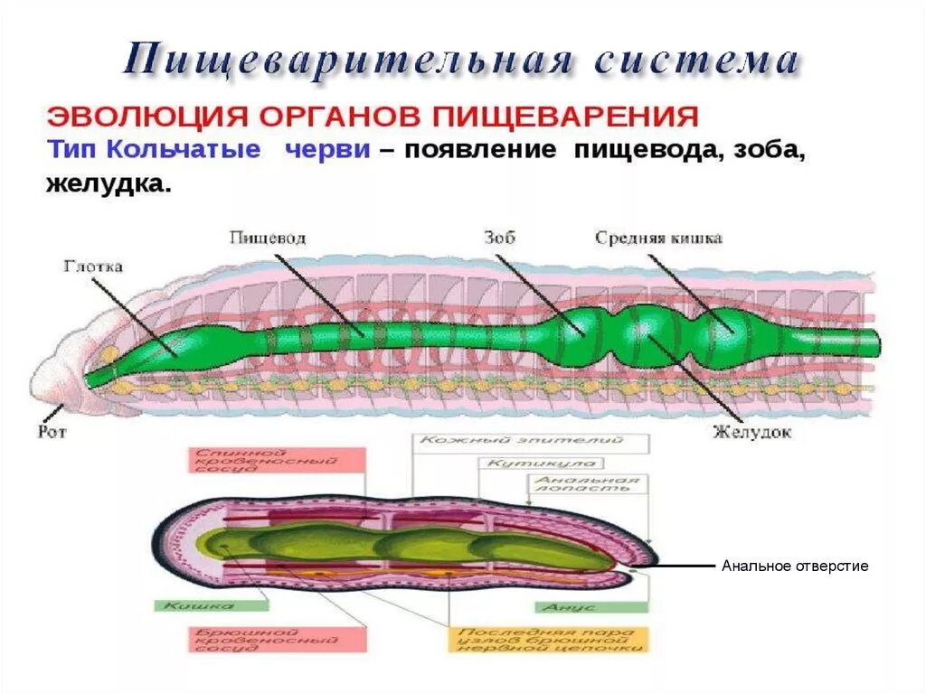 Система малощетинковых червей. Кольчатые черви строение пищеварительной системы. Пищеварительная система кольчатых червей рисунок. Тип пищеварительной системы у кольчатых червей. Пищеварительная система кольчатых червей схема.