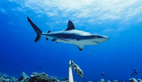 Shark around