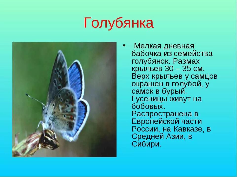 Бабочка голубянка описание. Голубянка бабочка описание для детей. Голубянка бабочка 2 класс. Голубянка бабочка 2 класс. Бабочка голубянка описание.