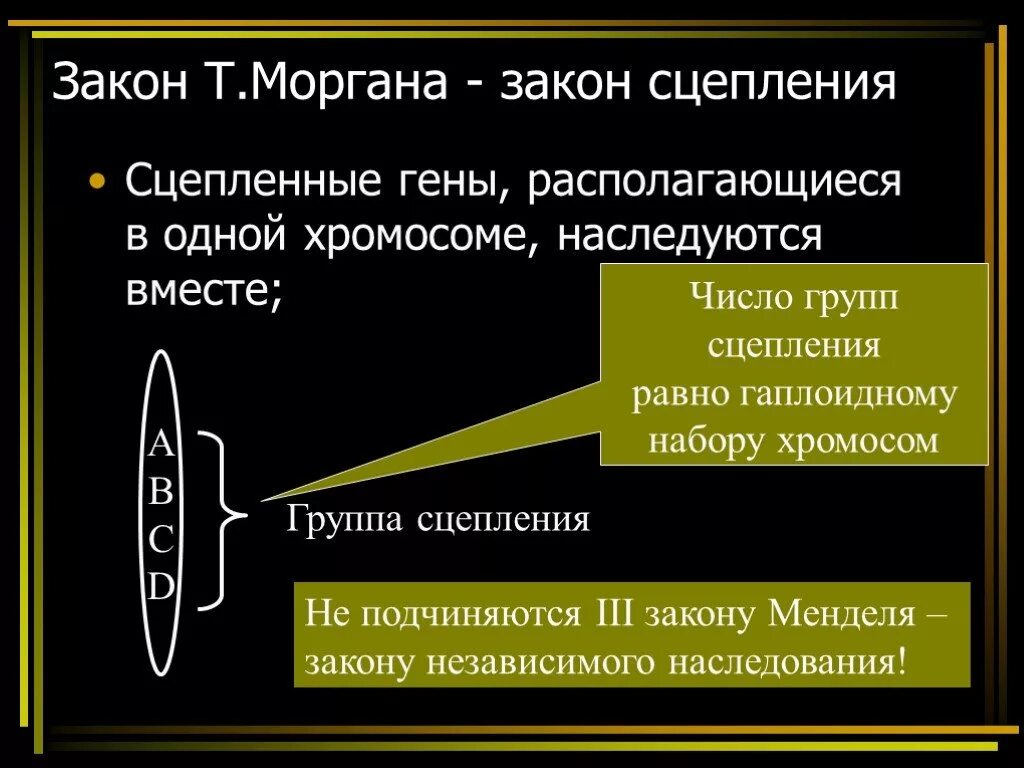 Группа генов расположенных в одной хромосоме. Закон сцепленного наследования группы сцепления. Закон т Моргана. Закон сцепления генов. Число групп сцепления равно гаплоидному набору хромосом.