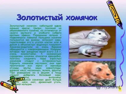 Какой тип питания характерен для золотистого хомячка