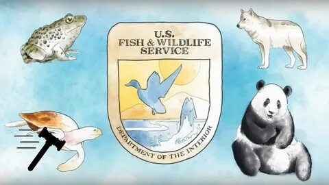 Wildlife services