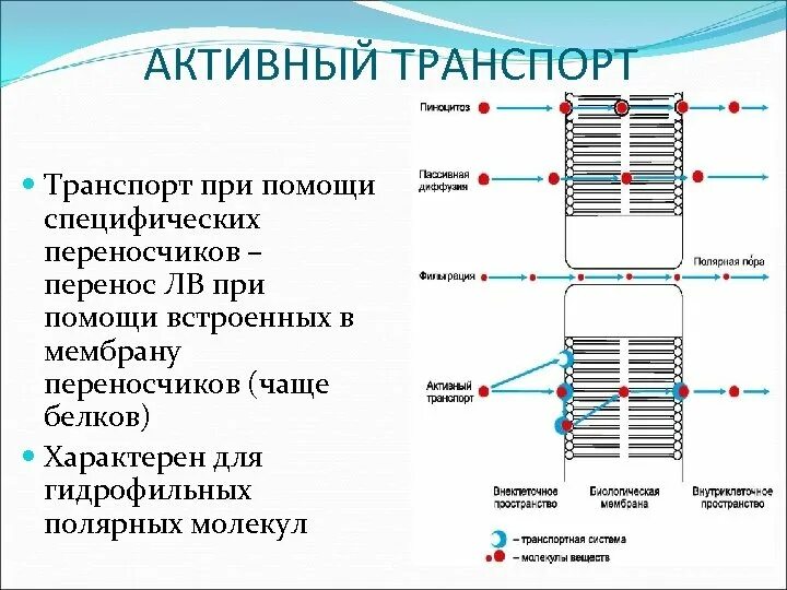 Транспорт веществ через биологические мембраны физиология. Элементом принимающим участие в активном транспорте. Транспорт ионов кальция через мембрану. Пример вторично активного транспорта веществ через мембрану. Элементом принимающим участие в активном транспорте.
