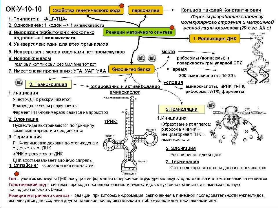 Транскрипция рибосомы