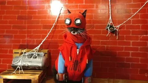 Включи кот паук