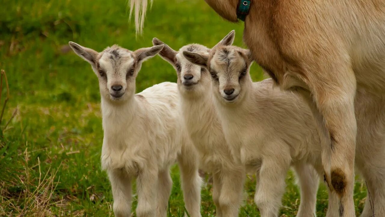Козлята 3 недели. Козленок с мамой. Три козленка. Современные козлята. Детеныш козы.