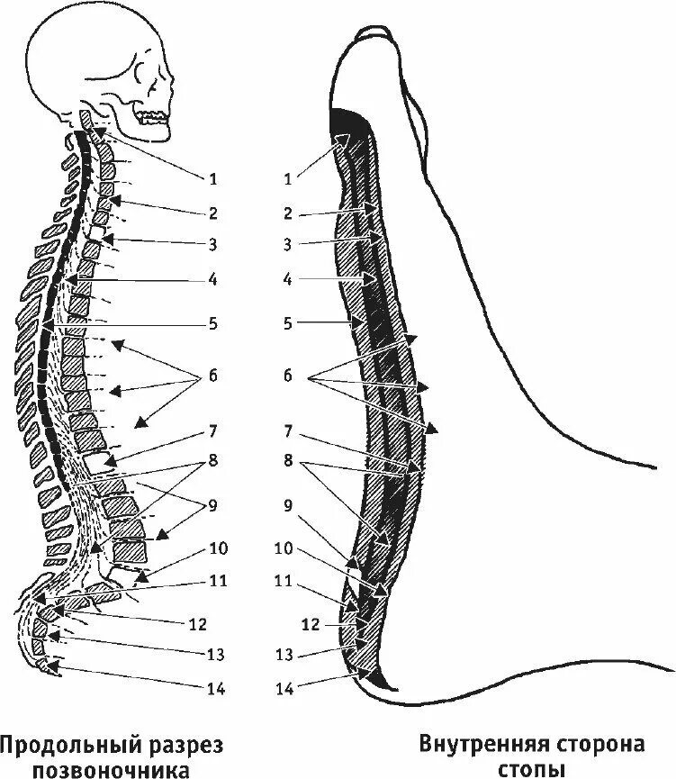 Рефлекторные зоны позвоночника на стопе. Иннервация шейного отдела позвоночника схема. Проекция органов на позвоночнике. Иннервация Корешков позвоночника.