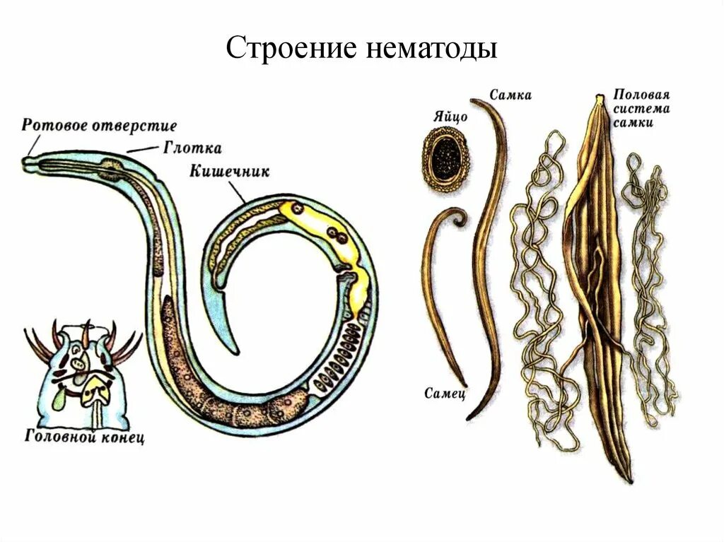 Строение внутренних паразитов. Нематода круглый червь строение. Строение круглых червей паразитов. Строение нематоды 7 класс биология. Почвенные нематоды строение.