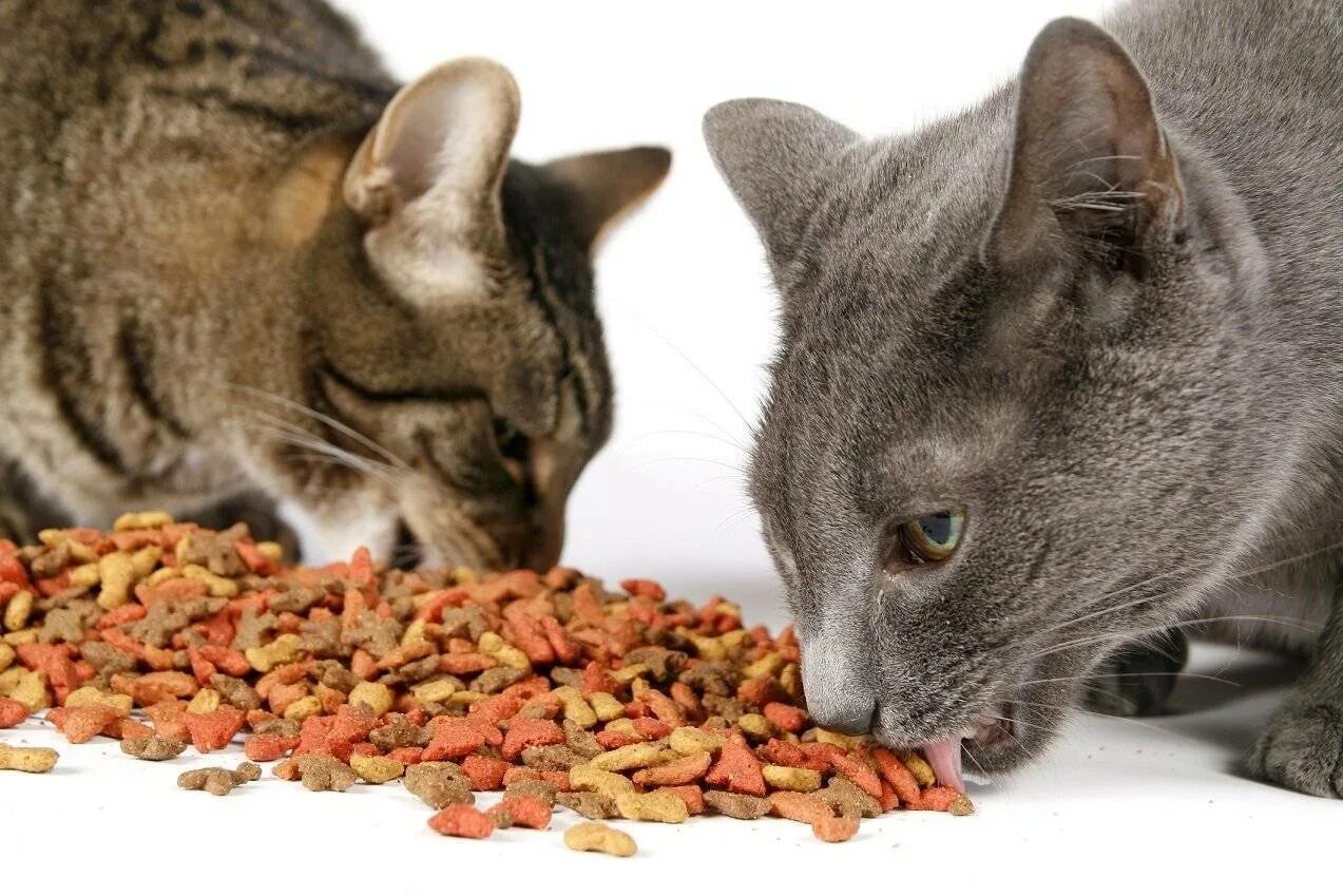 Что ест кошка в домашних условиях. Еда для кошек. Корм для кошек. Котик с едой. Котячий корм.