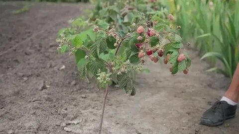Малина какая почва