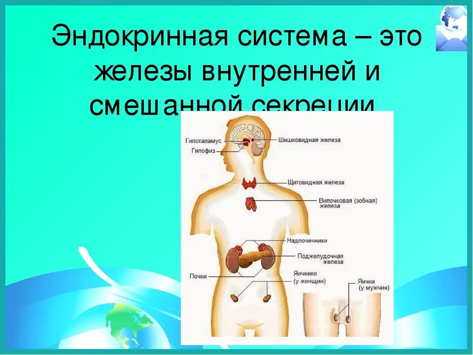 Железы внутренней секреции 8 класс. Железы внутренней секреции 8 класс биология. Железы организма человека 8 класс биология. Функции эндокринная система железы внутренней секреции. Эндокринная и иммунная система