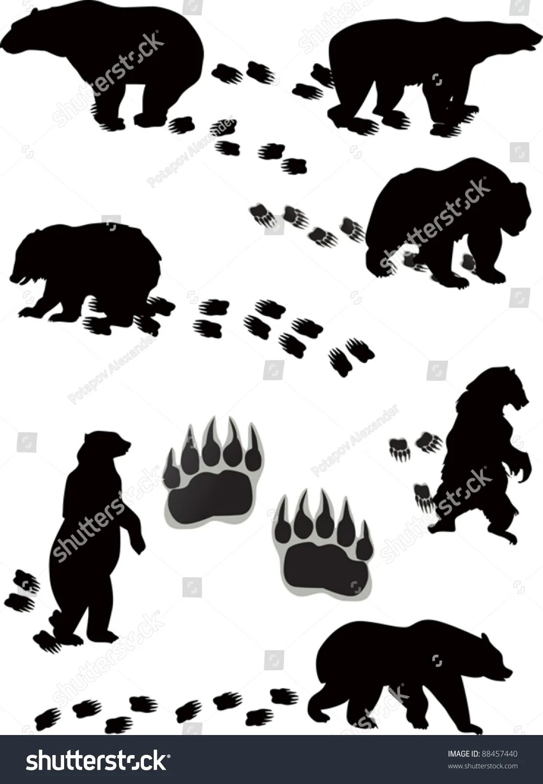 Bear track. Bear tracks. картинка силуэт белого медведя.