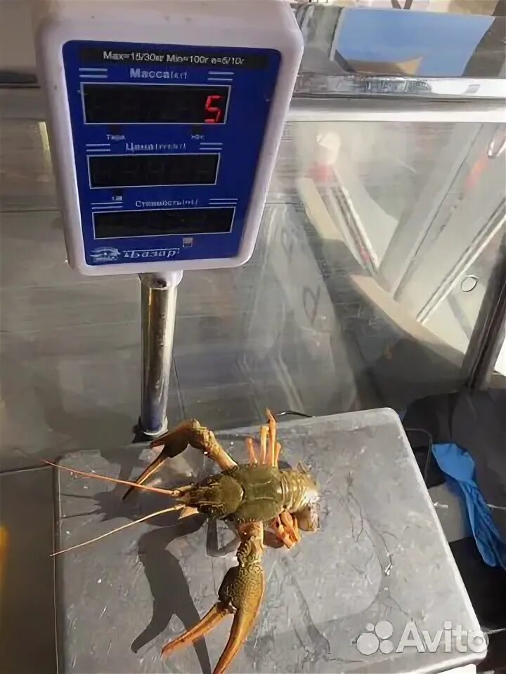 Раковня, калуга меню. Раки калуга. Правда ли,что в терлецких прудах водятся раки?. Раковня. Ракообразные живые фото.