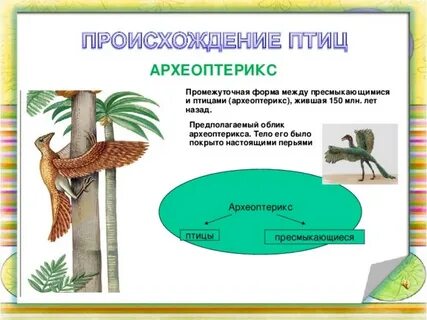 Черты сходства археоптерикса с птицами