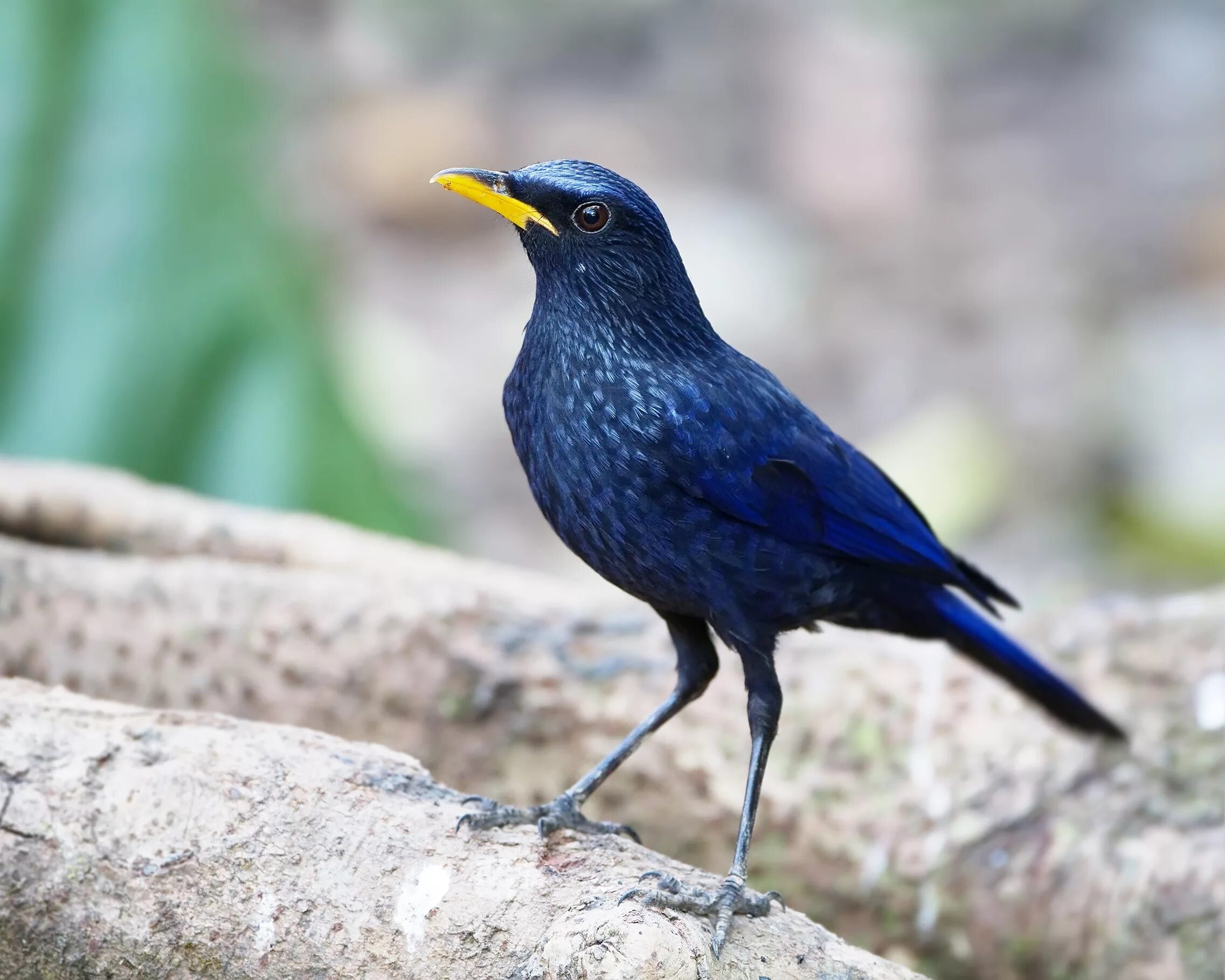 Wiki bird