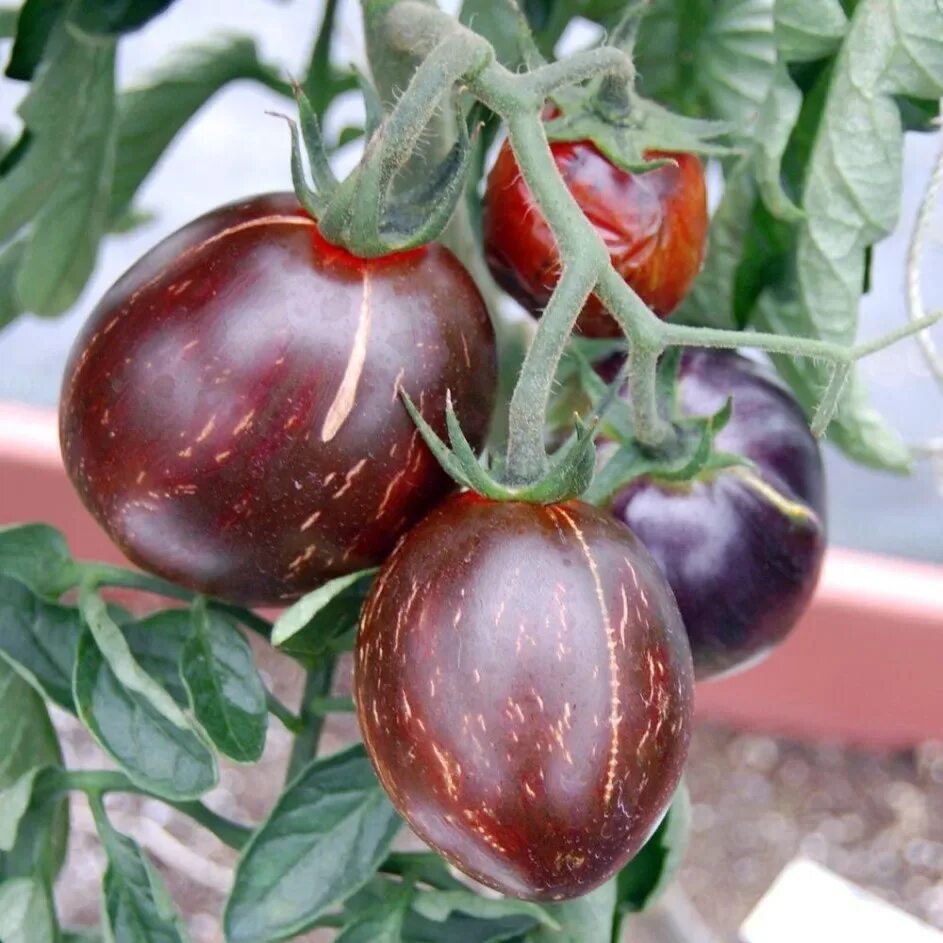 Сорт томатов гаргамель. Сорт томатов гаргамель. Сорт помидор гаргамель. Томат гаргамель характеристика отзывы. Томат гаргамель характеристика отзывы.