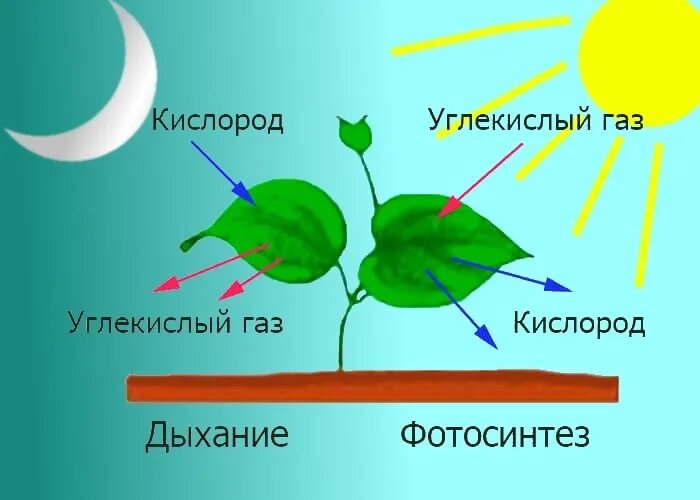 Схема фотосинтеза и дыхания растений. Схема дыхания растений 6 класс биология. Дыхание растений процесс дыхания растений. Фотосинтез и дыхание растений. 2 как усилить доступ воздуха к корням