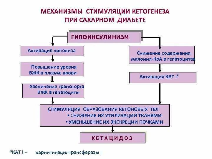 Нарушение обмена при сахарном диабете. Нарушение углеводного обмена присахарном диабете. патогенез гипергликемии патофизиология. патогенез нарушения углеводного обмена. механизмы нарушения углеводного обмена.
