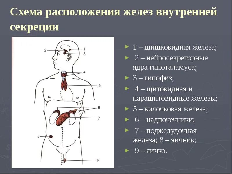 Картинки ЭНДОКРИННЫЕ ФУНКЦИИ ЭПИФИЗА