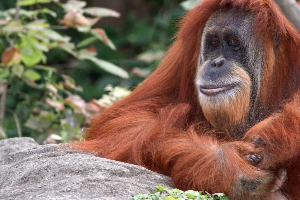 где можно увидеть орангутанов. красный орангутанг. суматранский орангутан. орангутанг или орангутан. тапанульский орангутан.