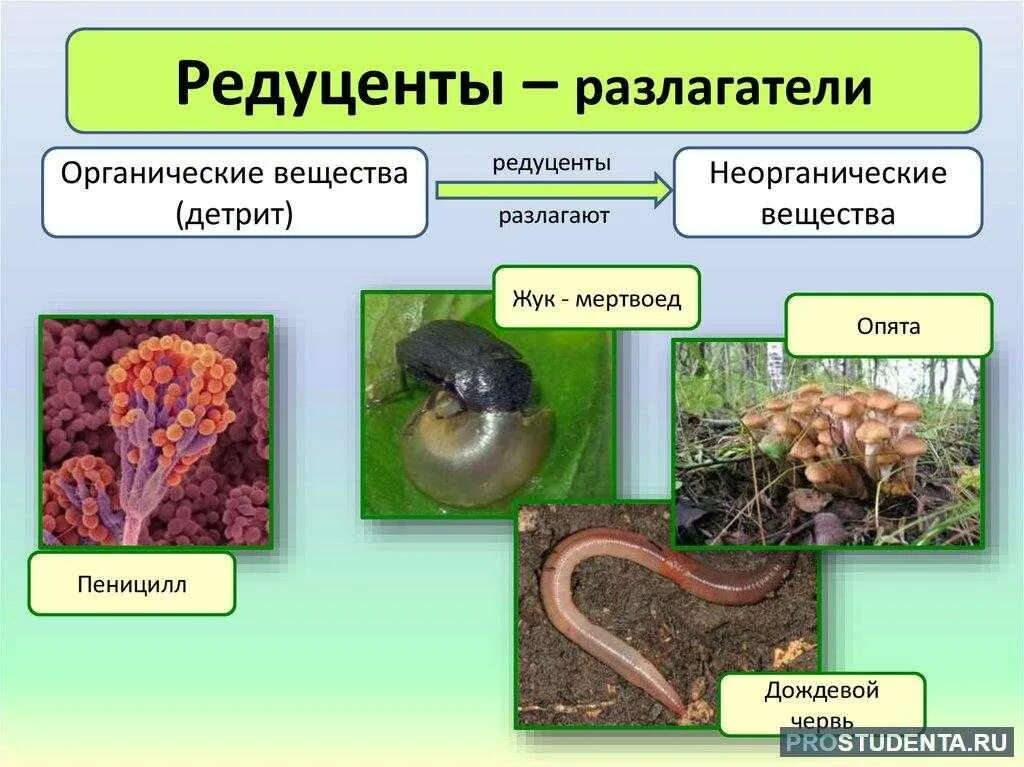 Редуценты Разрушители грибы. Редуценты примеры. Редуценты это в биологии. Организмы редуценты. Бактерии и грибы составляют в экосистеме группу