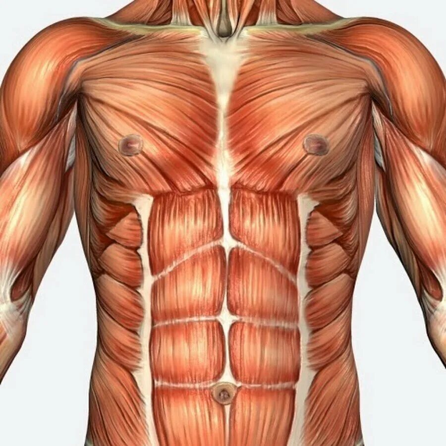 Мышцы живота анатомия человека. Rectus abdominis. Rectus abdominis muscle. Брюшной пресс мышцы анатомия. Press people