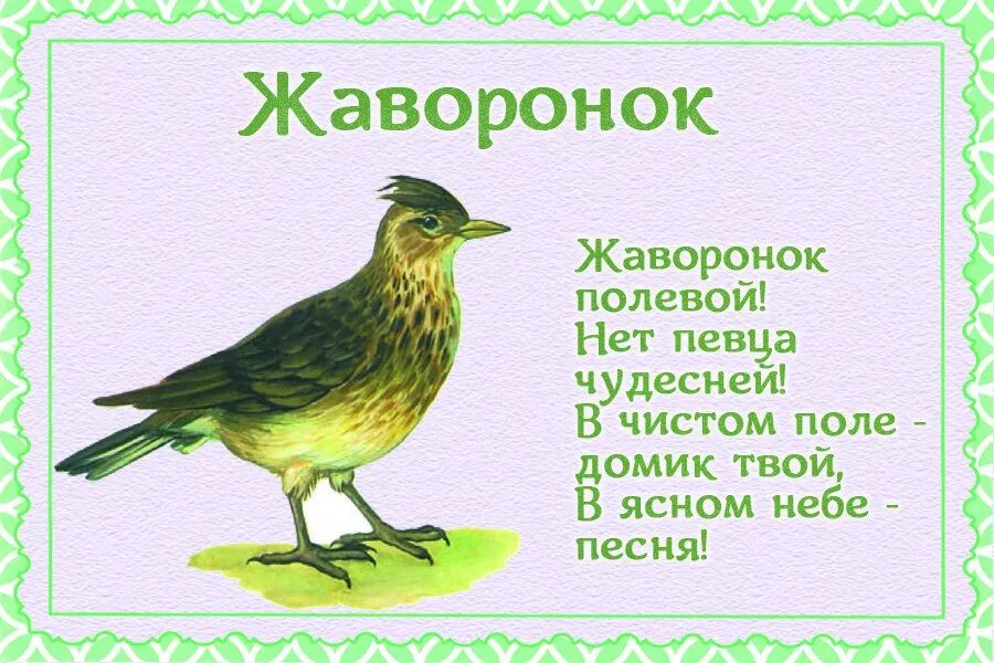 Стихотворение про птиц. Стихи про птиц для детей. стихи про перелетных птиц для детей. стихи про птиц для дошкольников. стихотворение жаворонок.