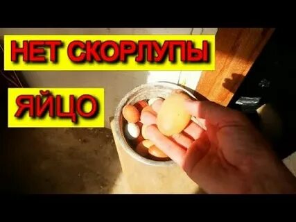 Почему скорлупа яиц тонкая