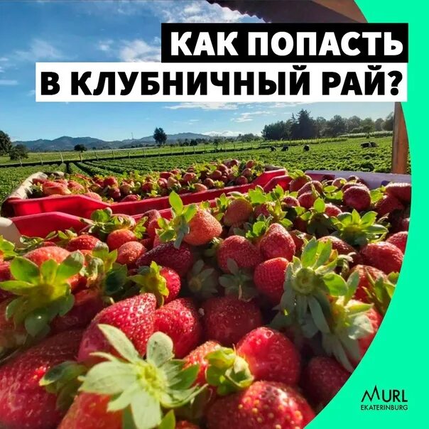 Краснодарский край клубничный рай. Рай клубники. Клубничный рай брянск. Клубничный рай брянск. Логотип клубничный рай.