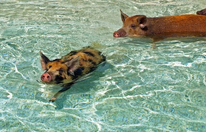Свинка плавает. Остров Биг Мэйджор Кэй Багамские острова. Водоплавающие свиньи Багамы. Биг Мэйджор Кэй остров свиней. Багамские водоплавающие свинки.
