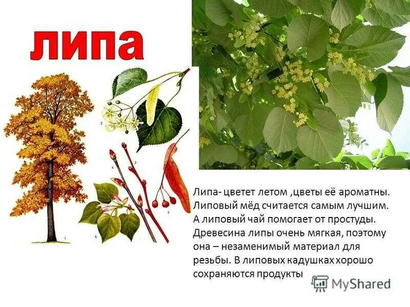 Листья деревьев рассказ
